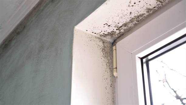 Best Attic Mold Remediation in Winnebago, MN