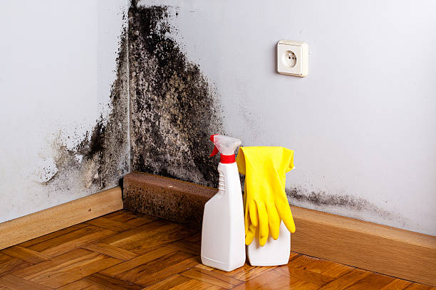 Best Basement Mold Remediation in Winnebago, MN