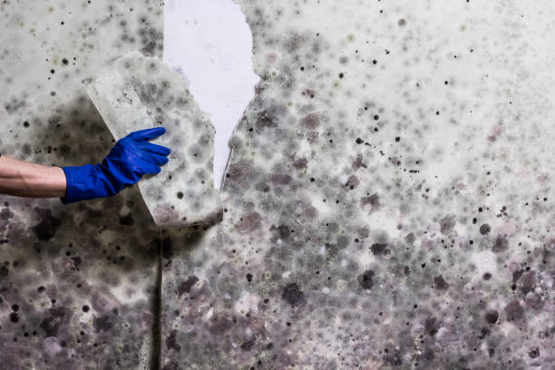 Best Industrial Mold Remediation in Winnebago, MN